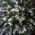 Foto: Archivo 06AGOSTO2016.- Cientos de personas participaron en la jornada de reforestación sembrando árboles de oyamel, en el ejido del Rosario, uno de los bosques más importantes de la reserva de la biosfera de la mariposa Monarca, como parte de una campaña entre las fundaciones Telmex y WWF. El comisario ejidal, Homero Gómez, lamentó que se tenga que buscar el apoyo de empresas privadas ya que el gobierno federal y estatal los apoya con muy poco presupuesto, comenta que la tala ilegal ha disminuido en los últimos años, pero el problema más grande al que ahora se enfrentan es el cambio climático.
FOTO: DIEGO SIMÓN SÁNCHEZ /CUARTOSCURO.COM