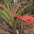 La familia Bromeliaceae en México          Cortesía: Gobierno de México