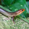 Encuentro con un Eslizón en la Selva Lacandona Créditos: Fernando Arce López