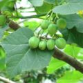 Jatropha curcas. Cortesía: UDG.