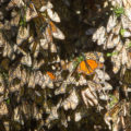 Mariposa Monarca: las razones de su disminución en bosques mexicanos Mariposa Monarca: las razones de su disminución en bosques mexicanos