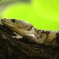 Dragoncillo de Sierra Morena.
Foto: SEMAHN