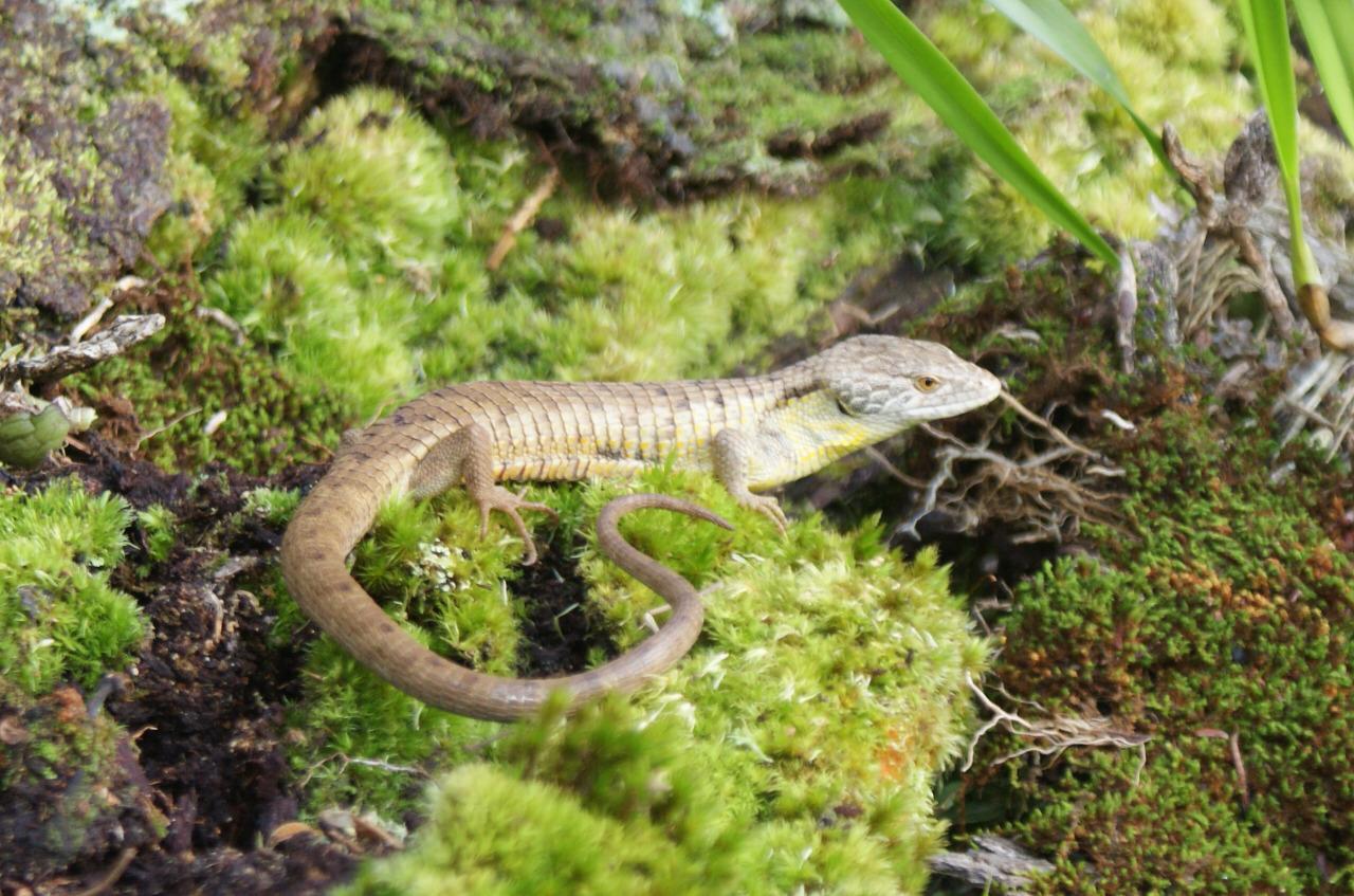 Dragoncillo de Sierra Morena; investigadores anuncian descubrimiento de  especie endémica | Chiapasparalelo