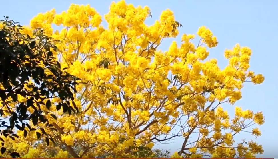Primavera; el árbol que anuncia su estación y embellece la capital |  Chiapasparalelo