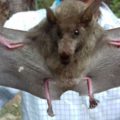 Murciélago nectarívoro de tamaño mediano. En México se encuentra amenazado Cortesía: Indagando biología con Dany-Crick