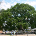 La Pochota símbolo sagrado de las culturas indígenas y del pueblo de Chiapa de corzo. Cortesía: Tierra de lo grande.