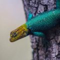 La piel de los reptiles está cubierta de escamas. “Lagartija espinosa” (Sceloporus  taeniocnemis). © Victor Moreno Avendaño.