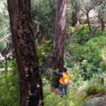 COVID-19 pone en riesgo cuatro décadas de trabajo forestal comunitario en México