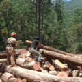 México: comunidades forestales piden un salvavidas al Estado para no ahogarse con la crisis del COVID-19