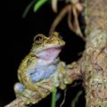 La ranas y sapos son el grupo más abundante de todos los anfibios del estado. (Plectrohyla sp). © Victor Moreno Avendaño.