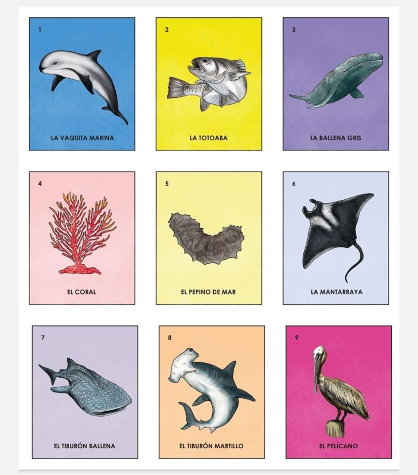 Memorama De Animales Marinos Loteria De Animales En Ingles Para