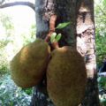 En Chiapas es posible encontrar el árbol de Yaca