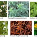 Algunas de las plantas medicinales que el colectivo propone usar. Cortesía: Nichim Otanil.