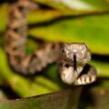 La lengua de las serpientes está dividida en dos, y su función es captar partículas del ambiente. “Nauyaca real” (Bothrops asper). © Victor Moreno Avendaño.