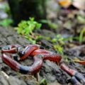 Coralillo centroamericano (Micrurus nigrocinctus). Las serpientes de coral, son los únicos representantes en América de la familia de las cobras. Son elápidos, su veneno es principalmente neurotoxico, el cual tiene la función de paralizar a su presa. Foto: VÍCTOR MORENO AVENDAÑO