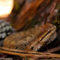 "Nauyaca de montaña" (Cerrophidion tzotzilorum). Las nauyacas, cantiles y cascabeles pertenecen al grupo de las víboras o crotalinos. Su veneno tiene el propósito de ayudar a la digestión de las presas; pueden alterar la coagulación sanguínea, y dañar a los tejidos musculares, capilares, provocando necrosis y hemorragias. Foto: VÍCTOR MORENO AVENDAÑO