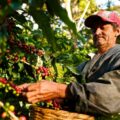  La siembra, sobre todo de café y maíz, ha disminuido debido al cambio climático. Lo que preocupa a los expertos en medio ambiente. Cortesía: Fertilab.