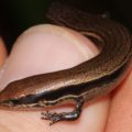 El lagarto llamado Scincella incerta es nativo del estado, así como de Guatemala y Honduras. Cortesía: Naturista.