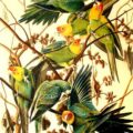 Dibujo naturalista de aves. Ilustración: Pintura y artistas.