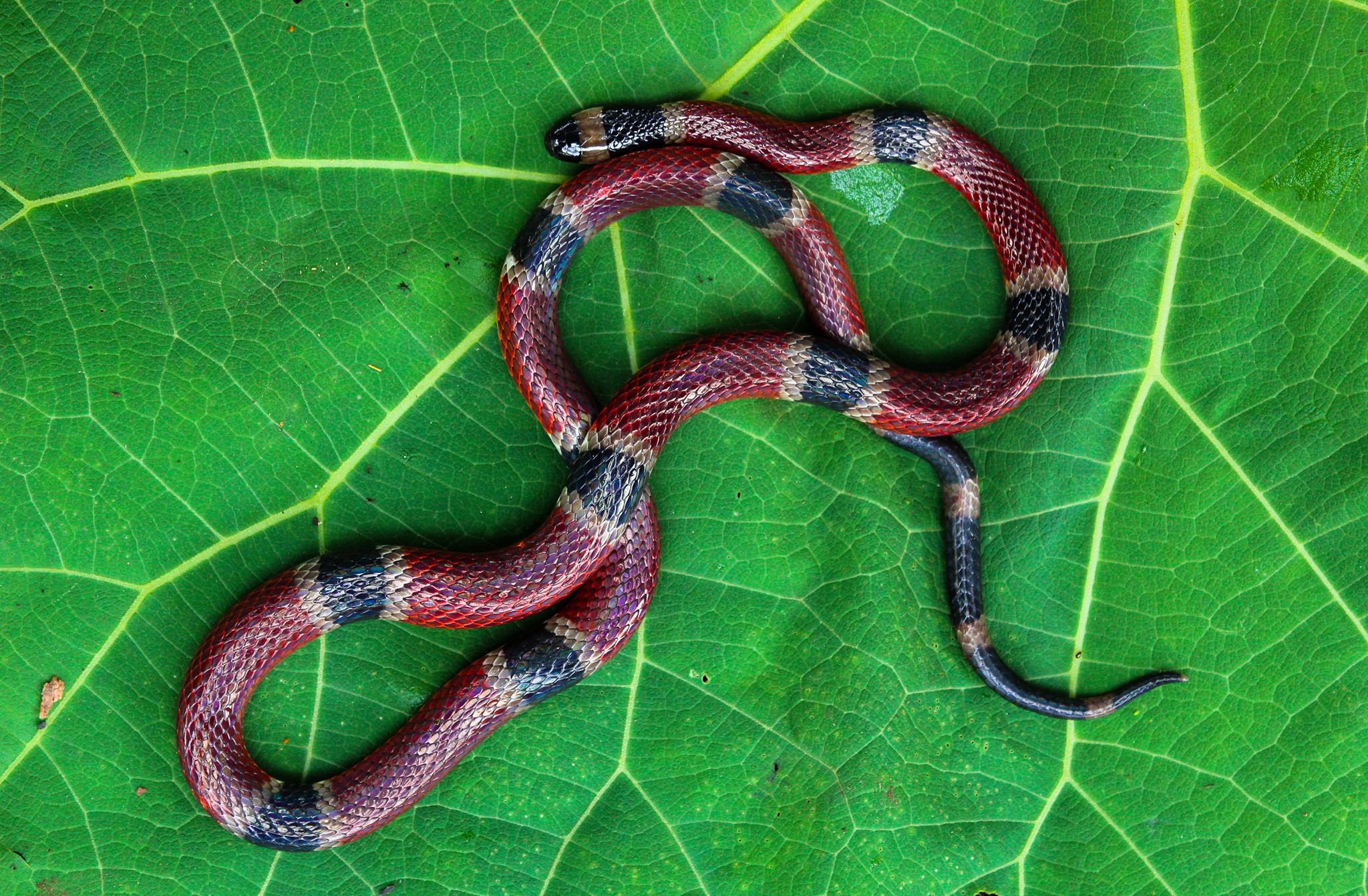 Real O No Asi Se Puede Identificar A Una Coralillo Una De Las Especies De Serpientes Venenosas Que Habitan En Chiapas Chiapasparalelo Real O No Asi Se Puede Identificar A Una Coralillo Una De Las Especies De Serpientes Venenosas Que Habitan En Chiapas Chiapasparalelo