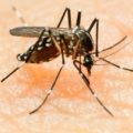 Mosquito Aedes albopictus tramite la enfermedad del Dengue. Cortesía: Gobierno.
