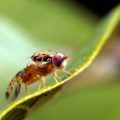 Mosca del mediterráneo. 
Foto: Gobierno de México