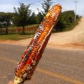 Elotes de Amatenango del valle, famosos por su tamaño y sabor.