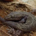 Debido a que no tienen escamas grandes alrededor del cuerpo las cuijas cuentan con gran elasticidad. “Cuija besucona” (Hemydactylus frenatus). © Alondra Cruz Rojas.