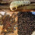 Especialistas alertan de riesgos de consumir chicatana, zats, pechj´ol, escarabajos y chapulines