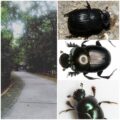 El reinado de los escarabajos dentro de la Reserva Municipal "El Zapotal"