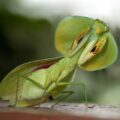 Choeradodis rhombicollis es una especie de mantis religiosa nativa de América del Norte, América Central y América del Sur. Cortesía: Linden Gledhill.