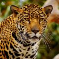 El jaguar, nombrado B’alam, era uno de los animales sagrados para los mayas que con mayor frecuencia buscaban representar en sus nombres; también los quetzales y las serpientes. Cortesía: Reino Animalia.