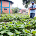 Los espacios muy pequeños limitan a los agricultores, quienes deben decidir si tener plantas o animales. Cortesía: 2000agro.