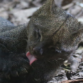 Cámaras trampa captan a los felinos más enigmáticos y escurridizos de Latinoamérica