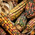 El maíz como cultivo es un sistema dinámico y continuo. Su polinización es libre, los agricultores año con año la mantienen, intercambian y experimentan con semilla propia o de otros vecinos. Cortesía: Consumidores Orgánicos.