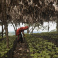 Un menor de edad trabaja ayudando a su abuelo y dando mantenimiento a las plantas en un vivero de cafetos el 17 de Agosto de 2020, en el municipio de Cosautlán, Veracruz. Foto Félix Márquez