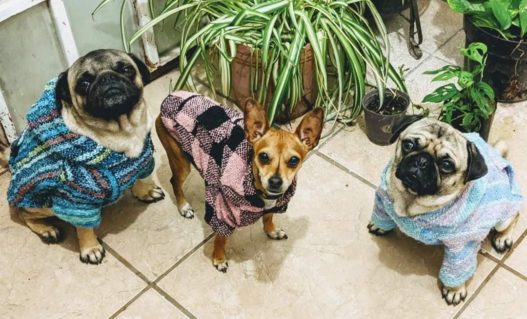Introducir 47+ imagen ropa para perros tuxtla gutierrez