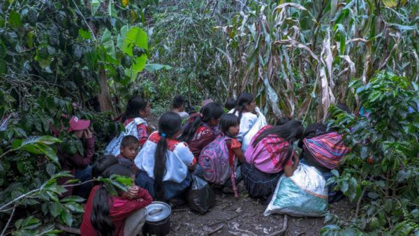 Aunque el gobierno federal ha tratado de deslindarse discursivamente de la vigencia de la política contrainsurgente y de la operación de los grupos paramilitares en Chiapas, llama la atención que los campesinos del municipio de Ocosingo tengan trato especial en el programa Sembrando Vida.