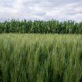 Con apoyo de la ciencia, innovación y tecnología buscan construir sistemas alimentarios más justos. Cortesía: CIMMYT