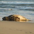 El elefante marino (Mirounga leonina) encontrado en las playas chiapanecas. Cortesía: CONANP