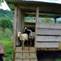 Los ovinos producen una variedad de productos y servicios: estiércol para labranza, animales en pie y lana. Cortesía: Yaxalum Chiapas.