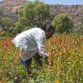 Las mujeres de Tixtla hacen florecer sus parcelas. Fotografía: José Luis de la Cruz 