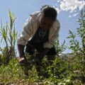 Enriqueta García y sus multifunciones en el campo.