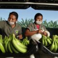 Adiós al glifosato y hola a lo orgánico, la clave del incremento de producción de banano en Tapachula ad9618ea-ede9-4cd1-a7a9-ff0751d3fe79