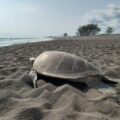 La historia de la familia que está salvando a las tortugas del Golfo de México La historia de la familia que está salvando a las tortugas del Golfo de México