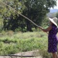 Guamúchil, la fruta silvestre que sostiene a muchas familias.
Foto: Amapola