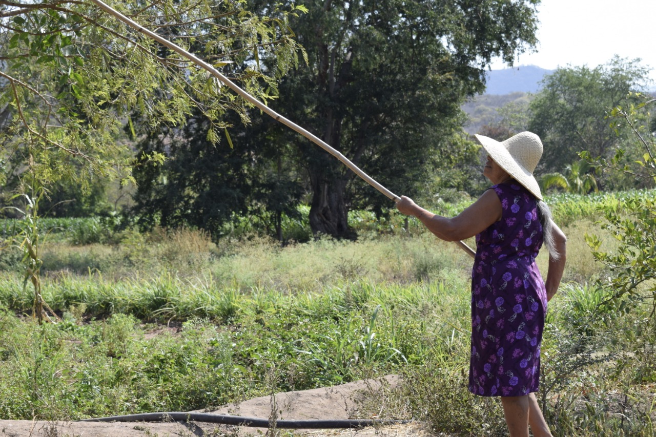 GUAMÚCHIL / Pithecellobium dulce, image size:1280x853