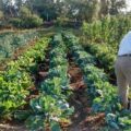 Agroecologia-el-discurso-hegemonico-y-sus-contradicciones_full