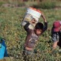 La Encuesta Nacional de Trabajo Infantil (ENTI) 2019 estima que en México 3.3 millones de niños y niñas de 5 a 17 años se encuentran en condiciones de trabajo infantil; esto representa una tasa de 11.5 por ciento. Cortesía: Centros conacyt