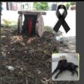 Chido, tras ser atropellado falleció y San Roque le rinde homenaje por 15 años de haberlos cuidado